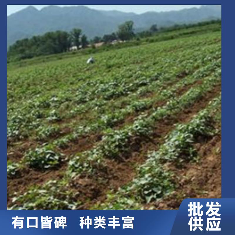 白银紫薯苗子2021新苗上市