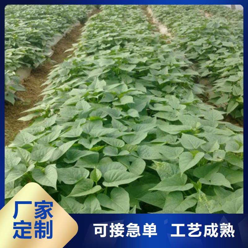 台州紫薯种子厂家价格是多少