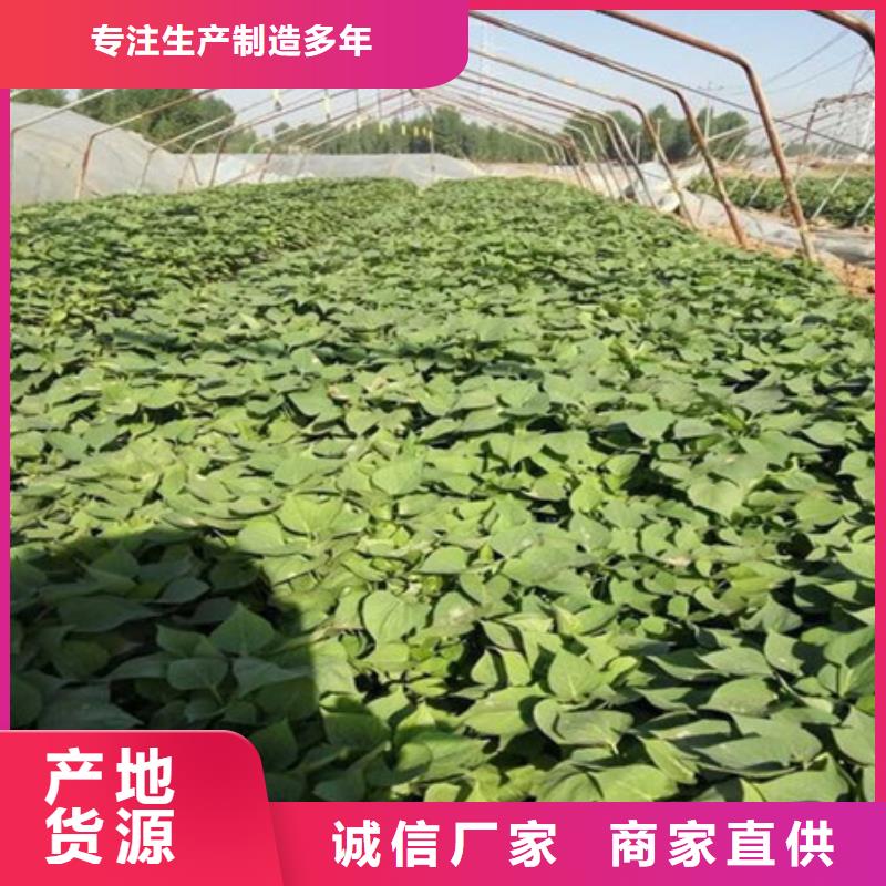 浙江紫薯种苗销售