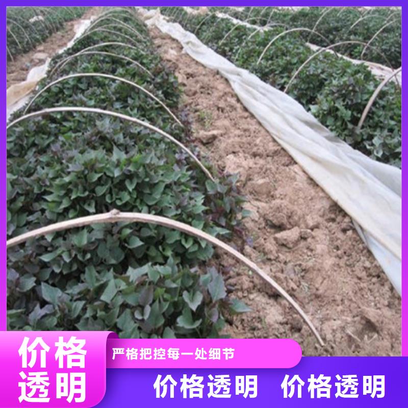 淮安紫薯种苗销售