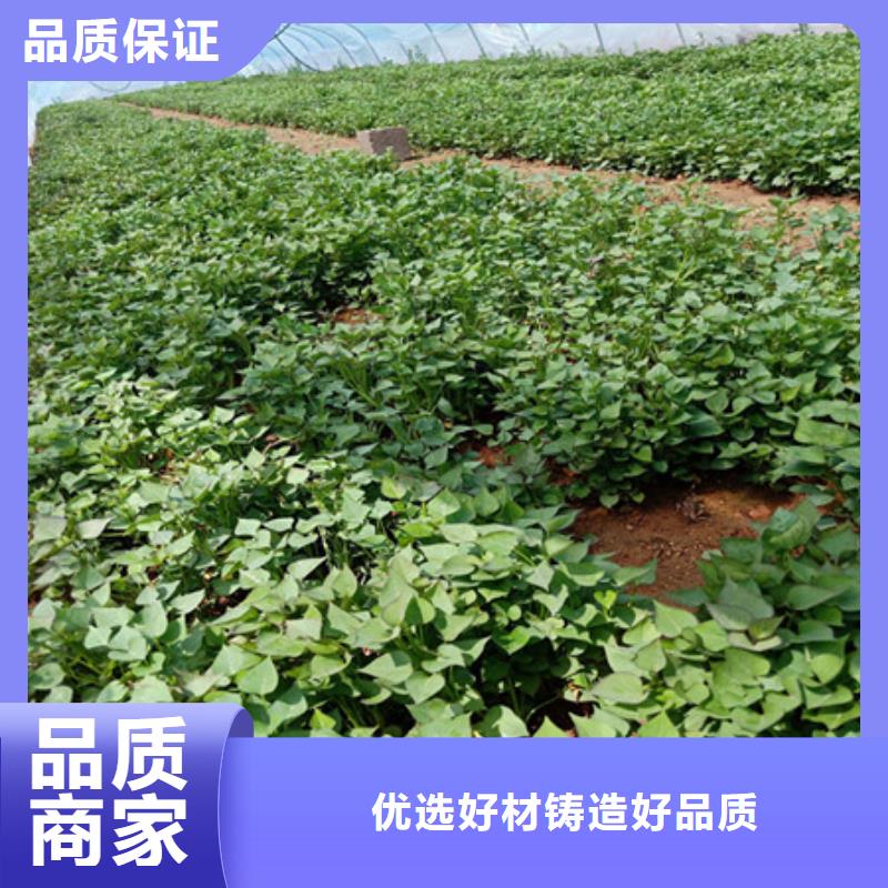 丽江紫薯种苗市场报价