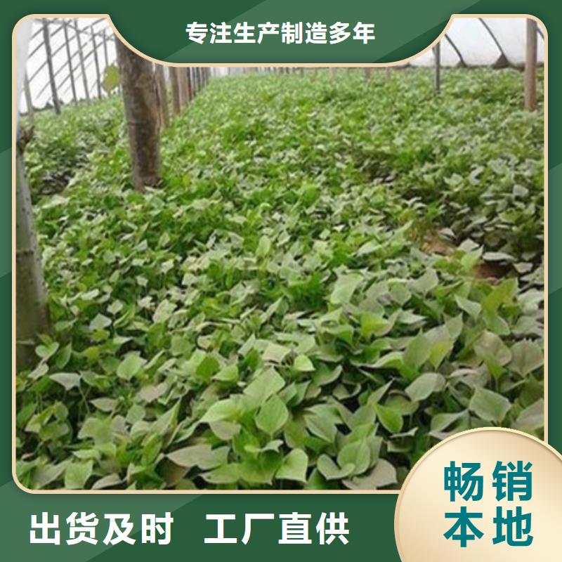 台州紫甘薯苗种植基地