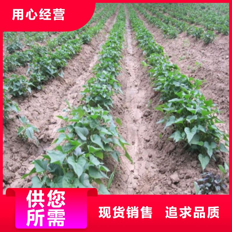 重庆紫薯种子2021新苗上市
