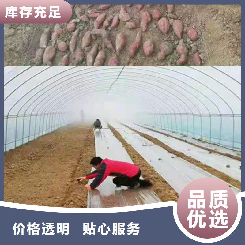 黔南红薯苗（西瓜红）源头厂家