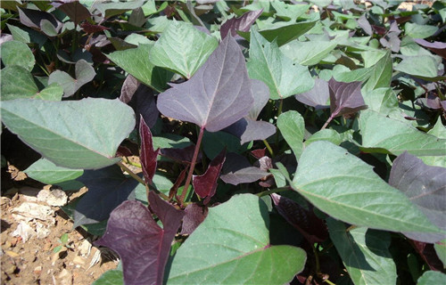 佛山鲜食型紫薯苗  