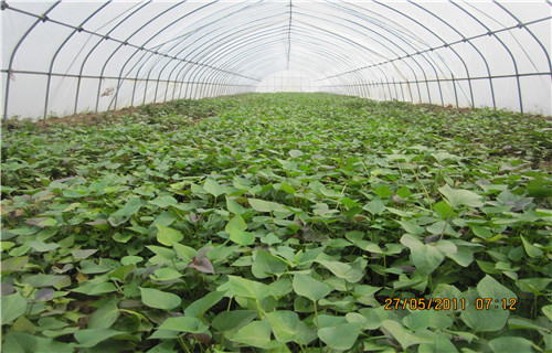 巢湖紫薯种子种植厂家