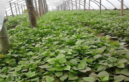 广安紫薯种苗种植厂家