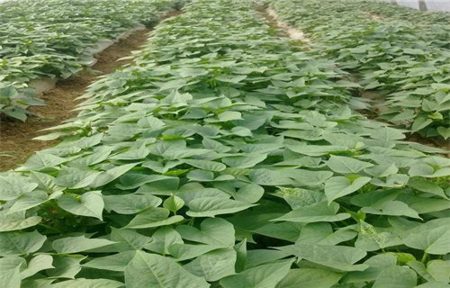 滨州紫红薯苗种植基地