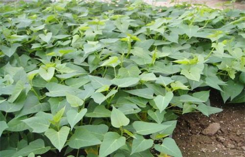 泸州紫薯种子种植基地
