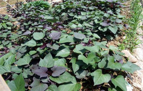 紫薯苗种植基地本地经销商