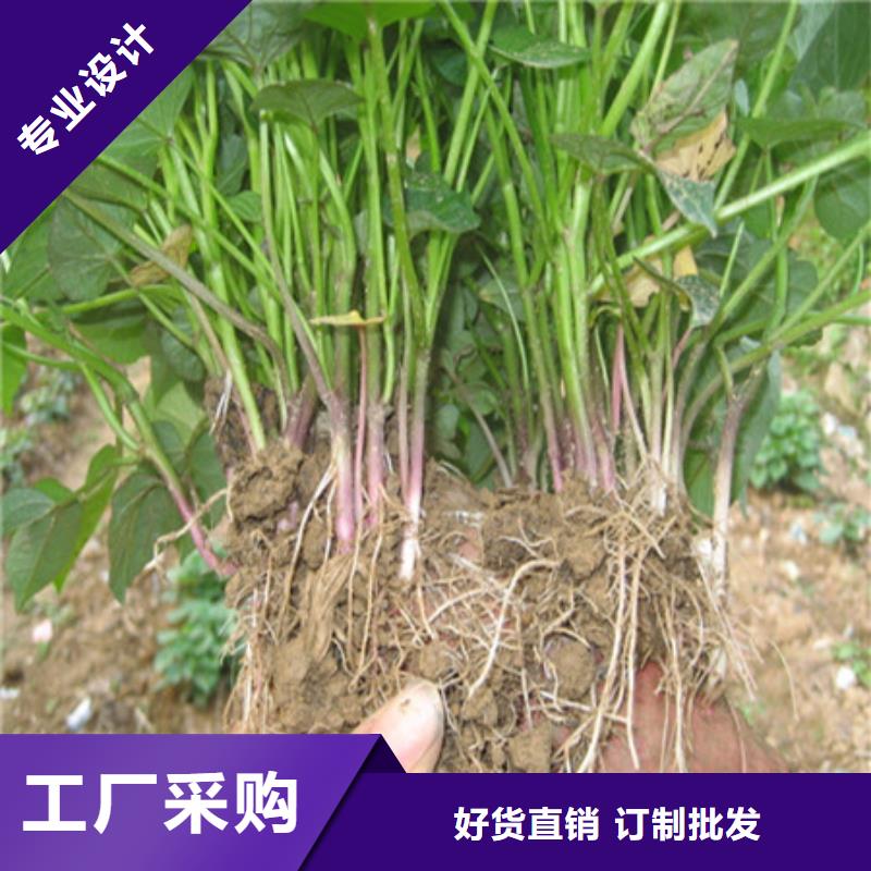 杭州紫薯苗子图片