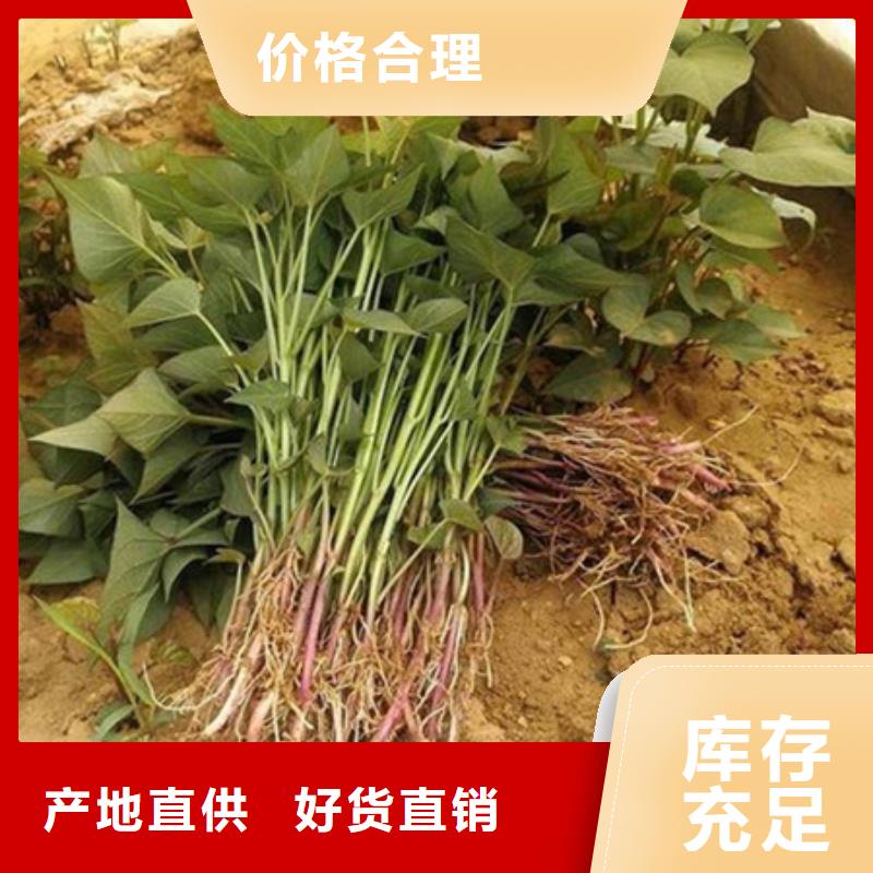 紫红薯苗图片本地生产厂家
