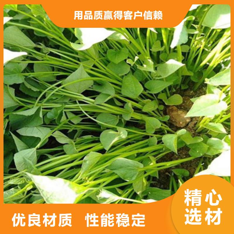 杭州脱毒紫薯苗市场报价