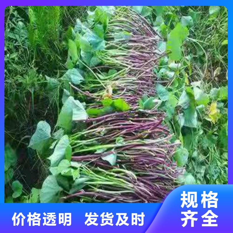 攀枝花紫红薯苗销售