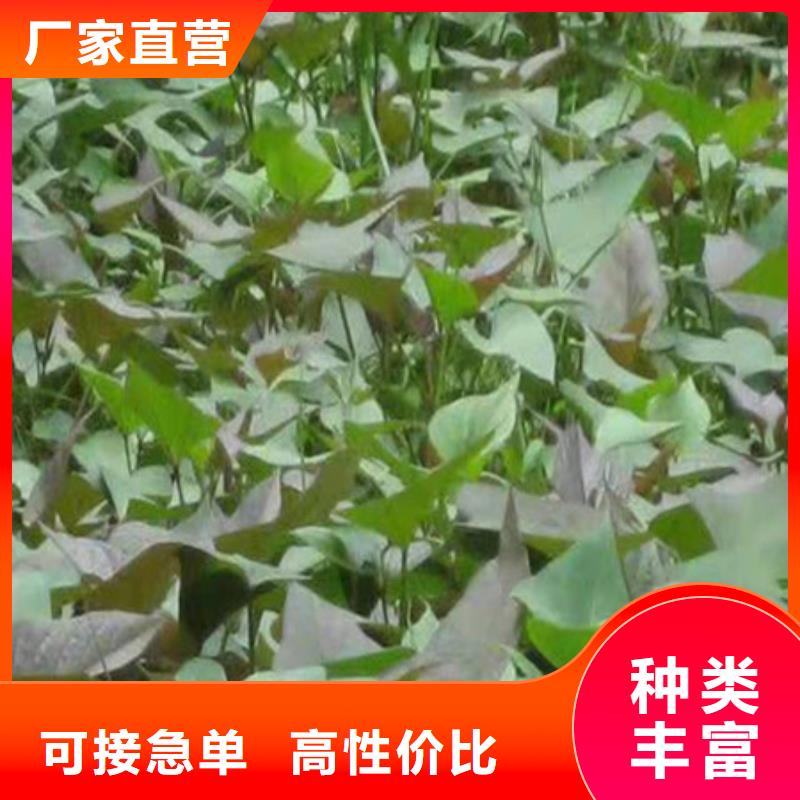 许昌鲜食型紫薯苗图片