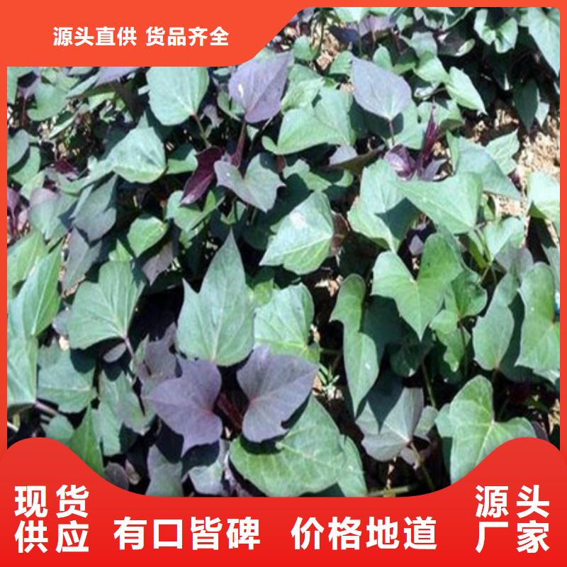 杭州紫甘薯苗图片