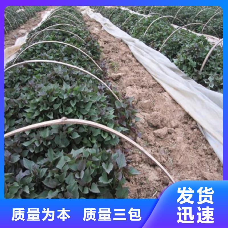 紫地瓜苗种植基地专业生产N年