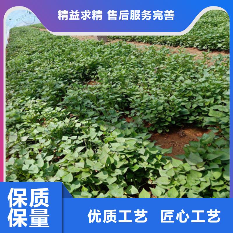 紫红薯苗当地厂家