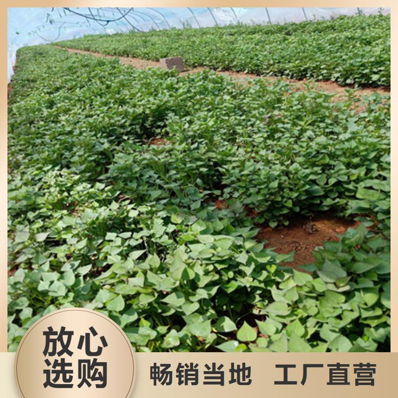 紫薯种子2024新苗上市生产加工