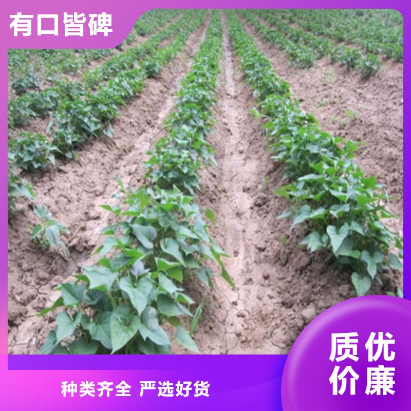 紫薯种厂家国标检测放心购买