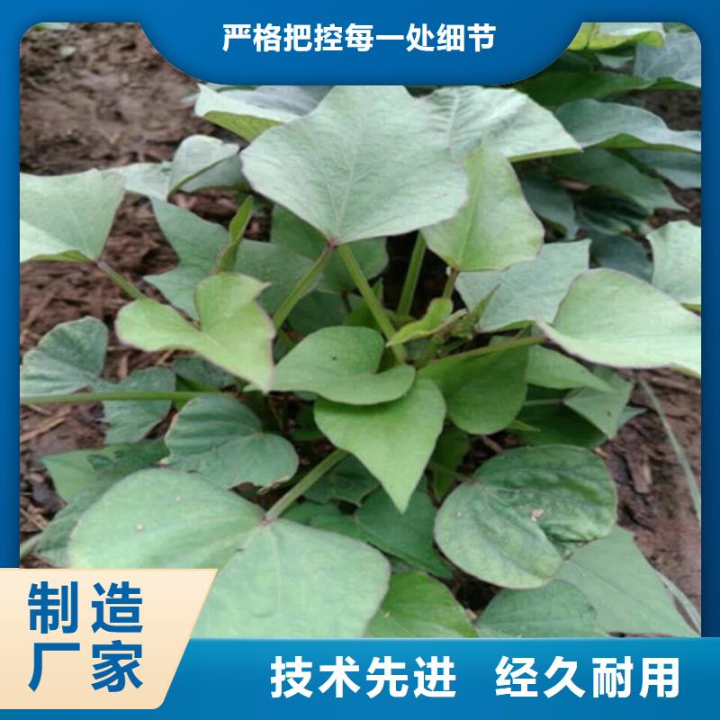 杭州紫薯苗图片