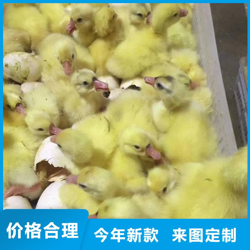哪里有大三花鹅苗供应