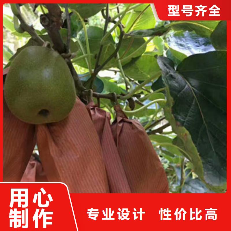 基地直销金桃猕猴桃苗