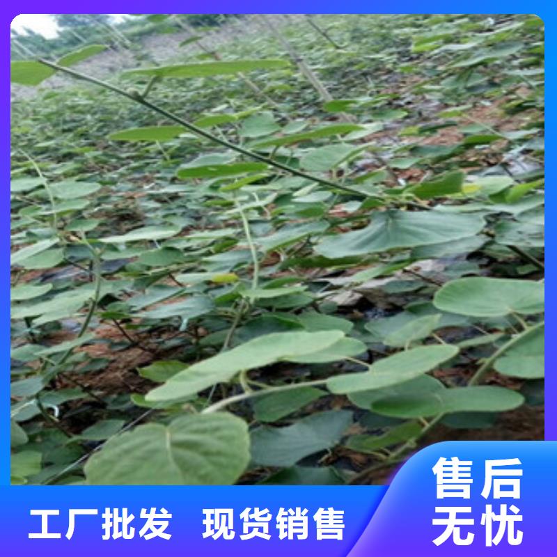 5公分金桃猕猴桃苗