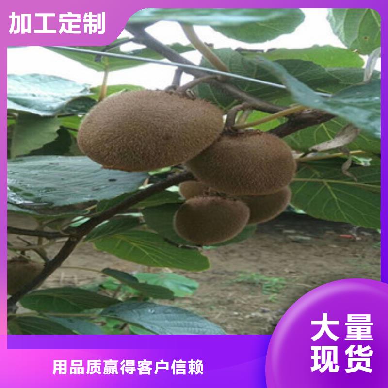 基地直销金桃猕猴桃苗