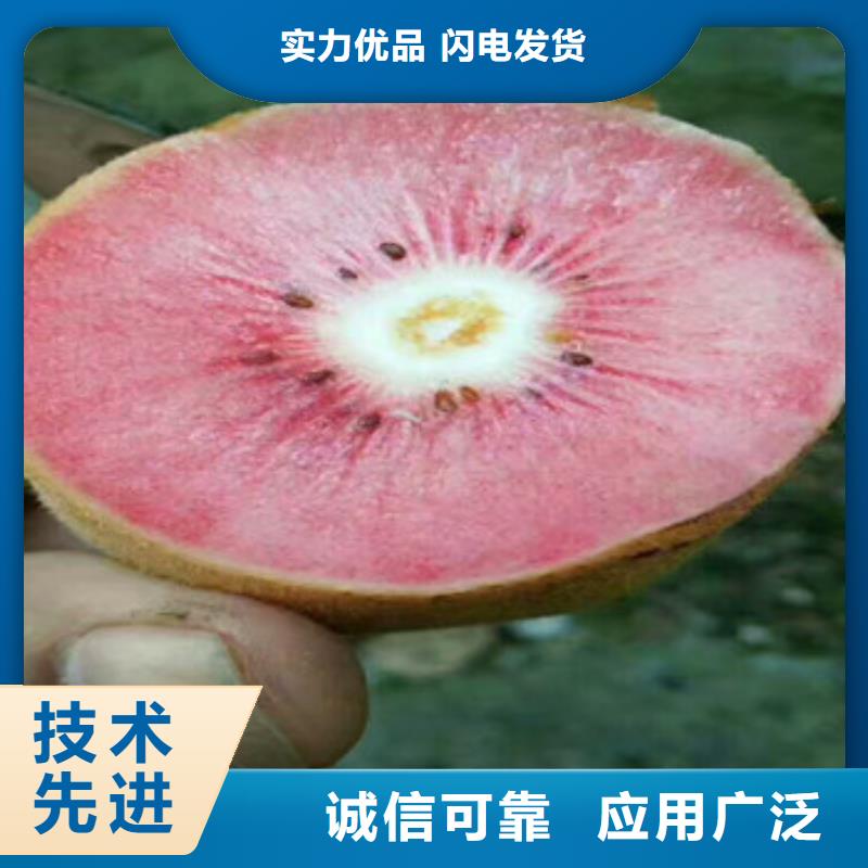 5公分金桃猕猴桃苗