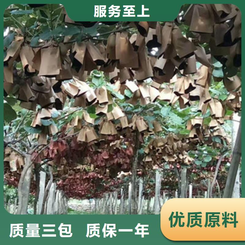 5公分金桃猕猴桃苗