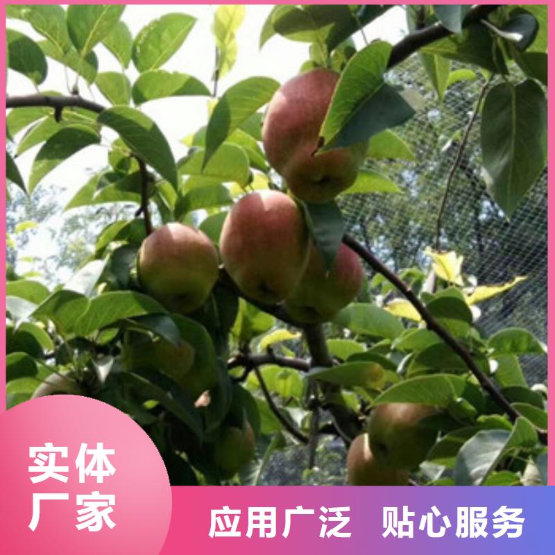 基地直销翠冠梨树苗 价格