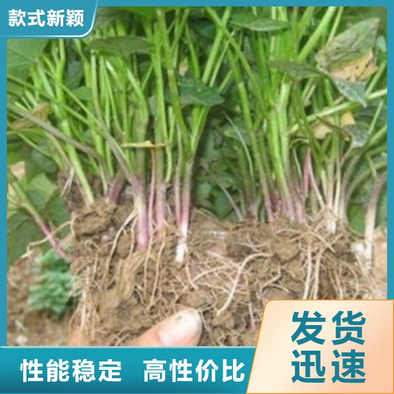 紫薯苗子发货起苗从源头保证品质