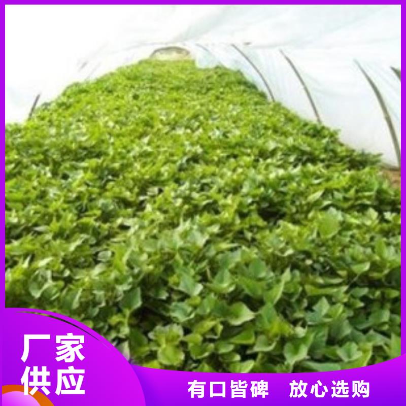 株洲紫红薯苗生产基地