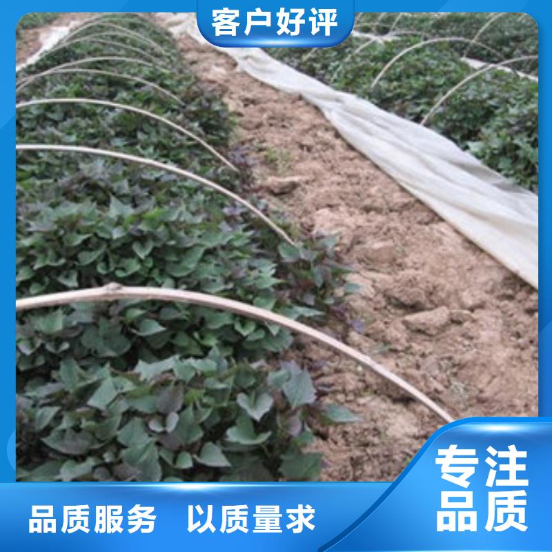 沧州紫薯种子栽培技术