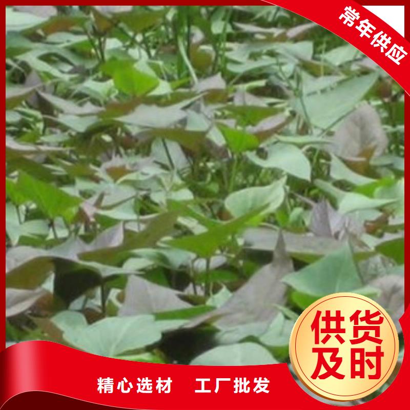 漳州紫红薯苗繁育种植基地