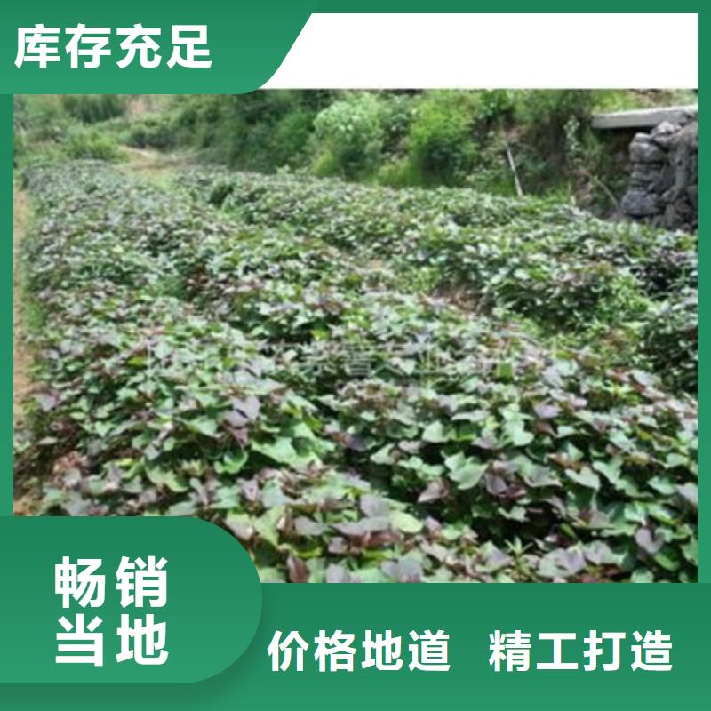 沧州紫红薯苗产地