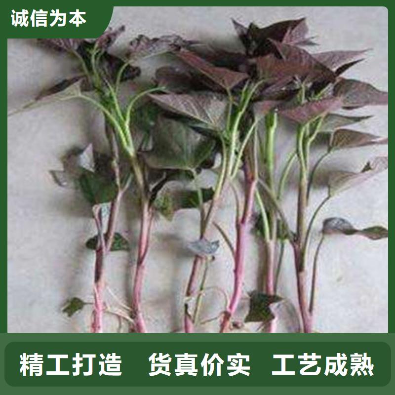 汉中紫薯苗子种植方法