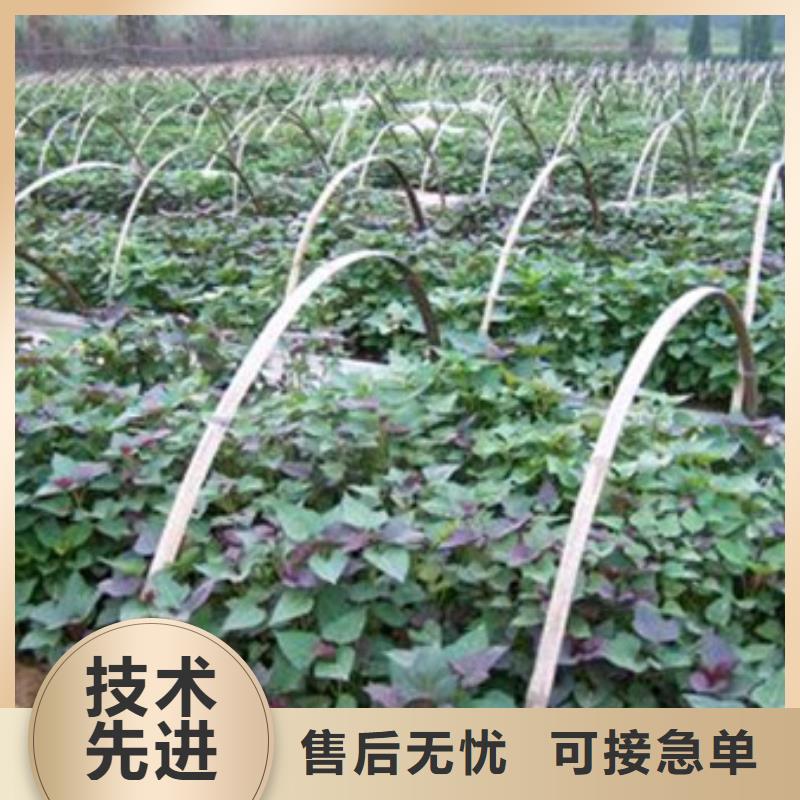 阳江紫薯种苗木基地