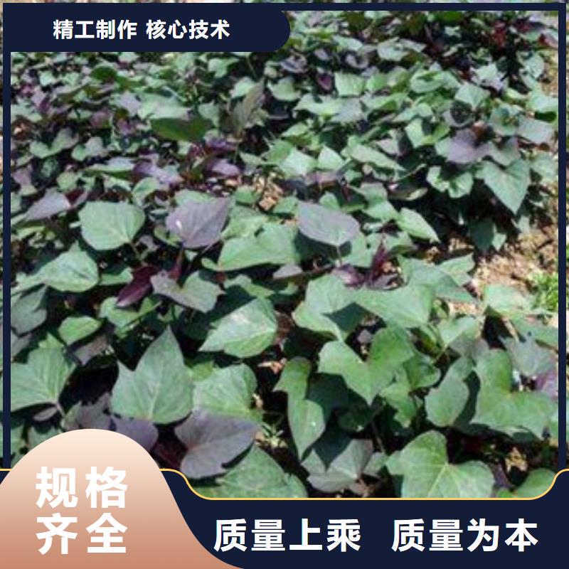 吕梁紫薯苗子示范园