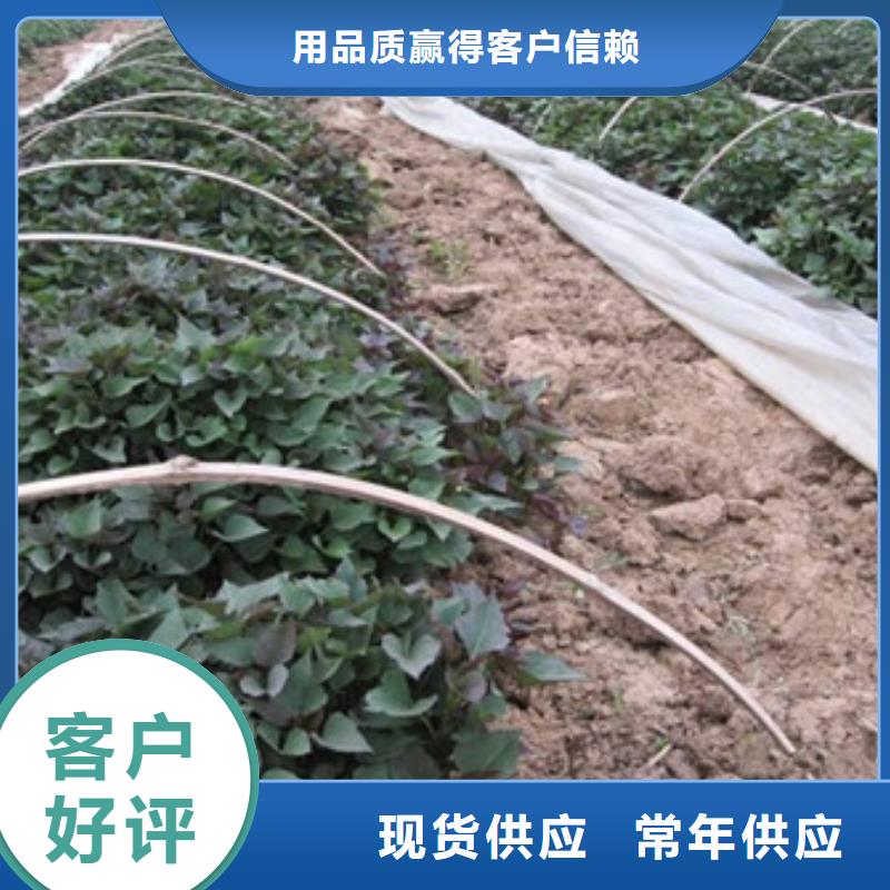 漳州紫薯种示范园