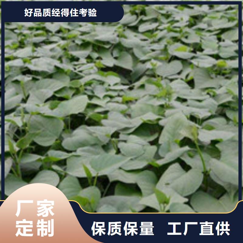 阳江紫薯苗产地
