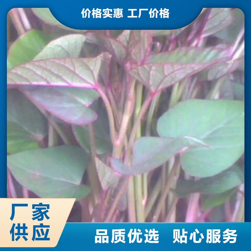 温州紫红薯苗大量苗子  