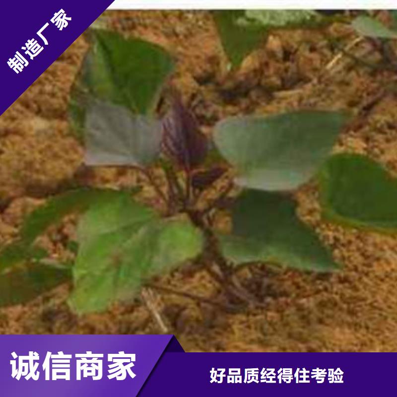 广安紫薯种种植基地