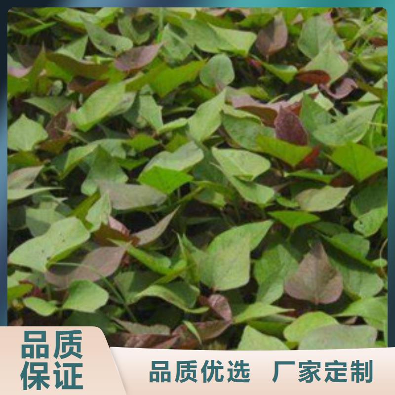 温州地瓜种子栽培技术
