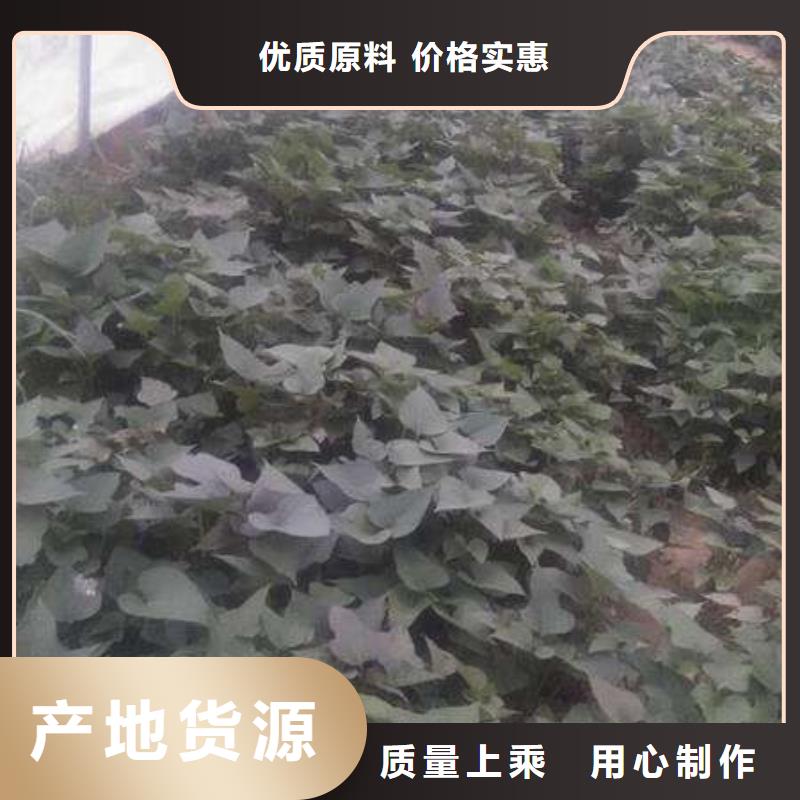 四川紫薯种原产地