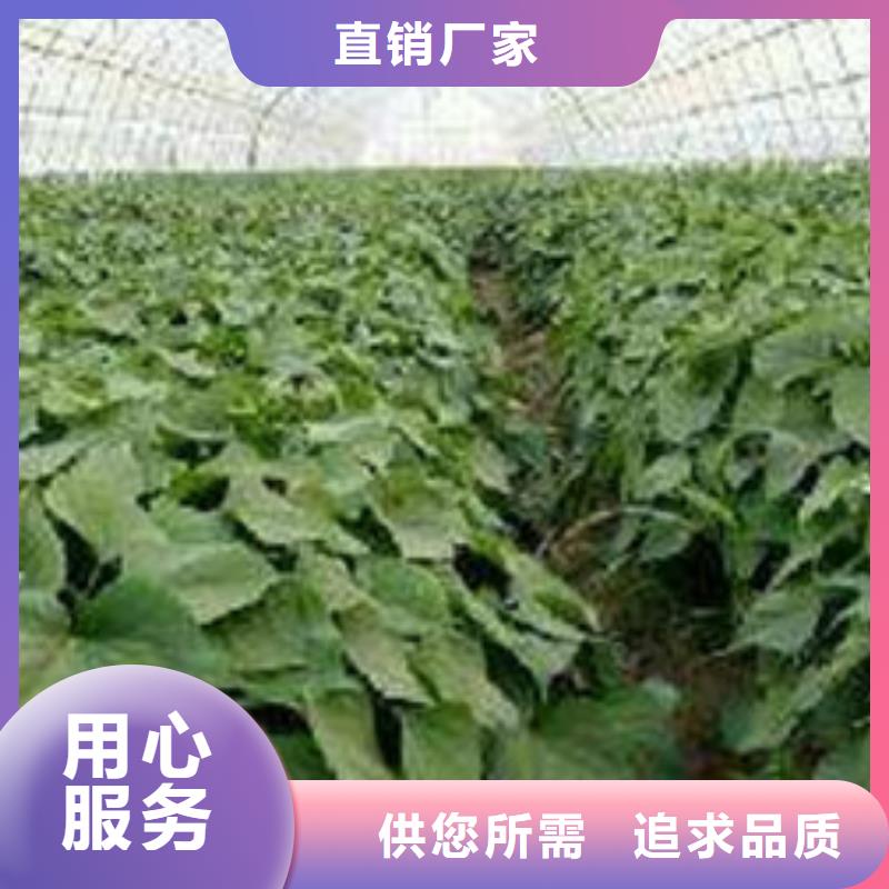 潮州紫薯苗品种繁多