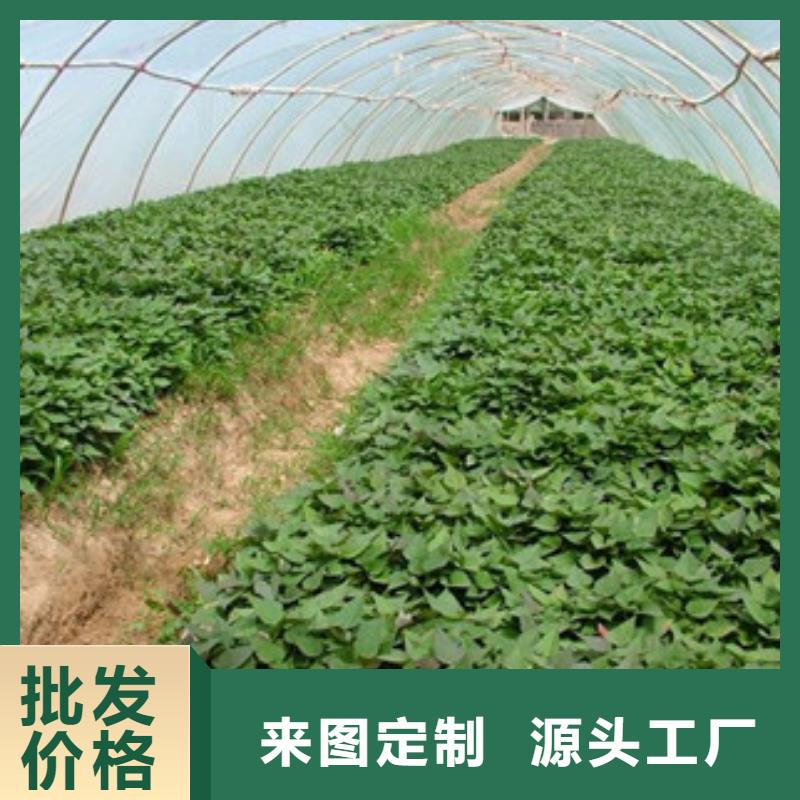 汉中紫薯苗子示范基地