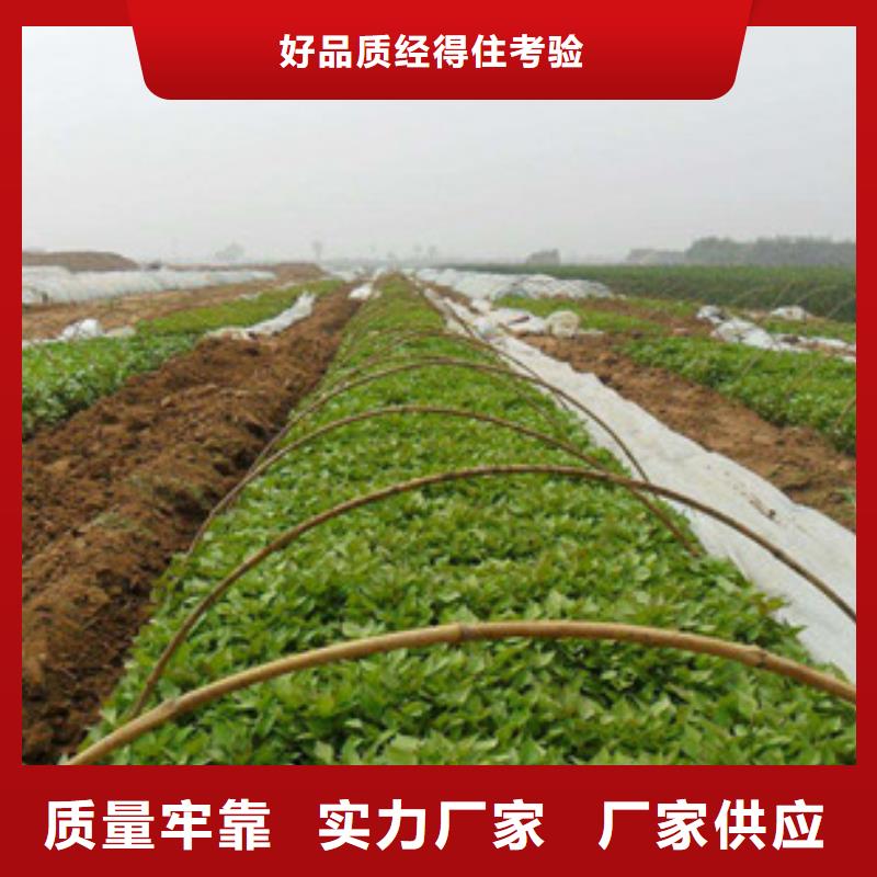 淮北紫薯种子大量苗子  