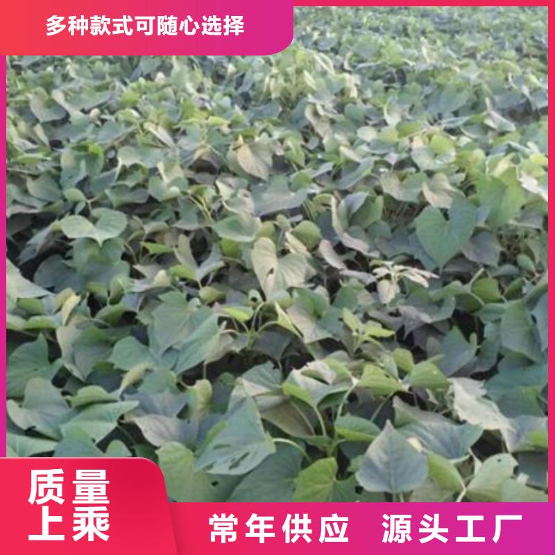 淮北紫薯苗栽培时间